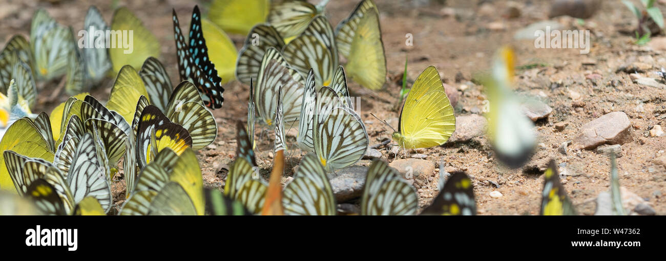 Farfalla sulla terra, Gregge di butterfly, farfalle in natura, stupenda farfalla della natura, Foto Stock