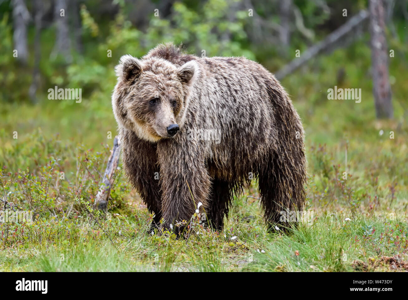 Basata sull'aspetto del viso di questo orso bruno, potrei riassumere come; "è stata una giornata difficile?". Foto Stock