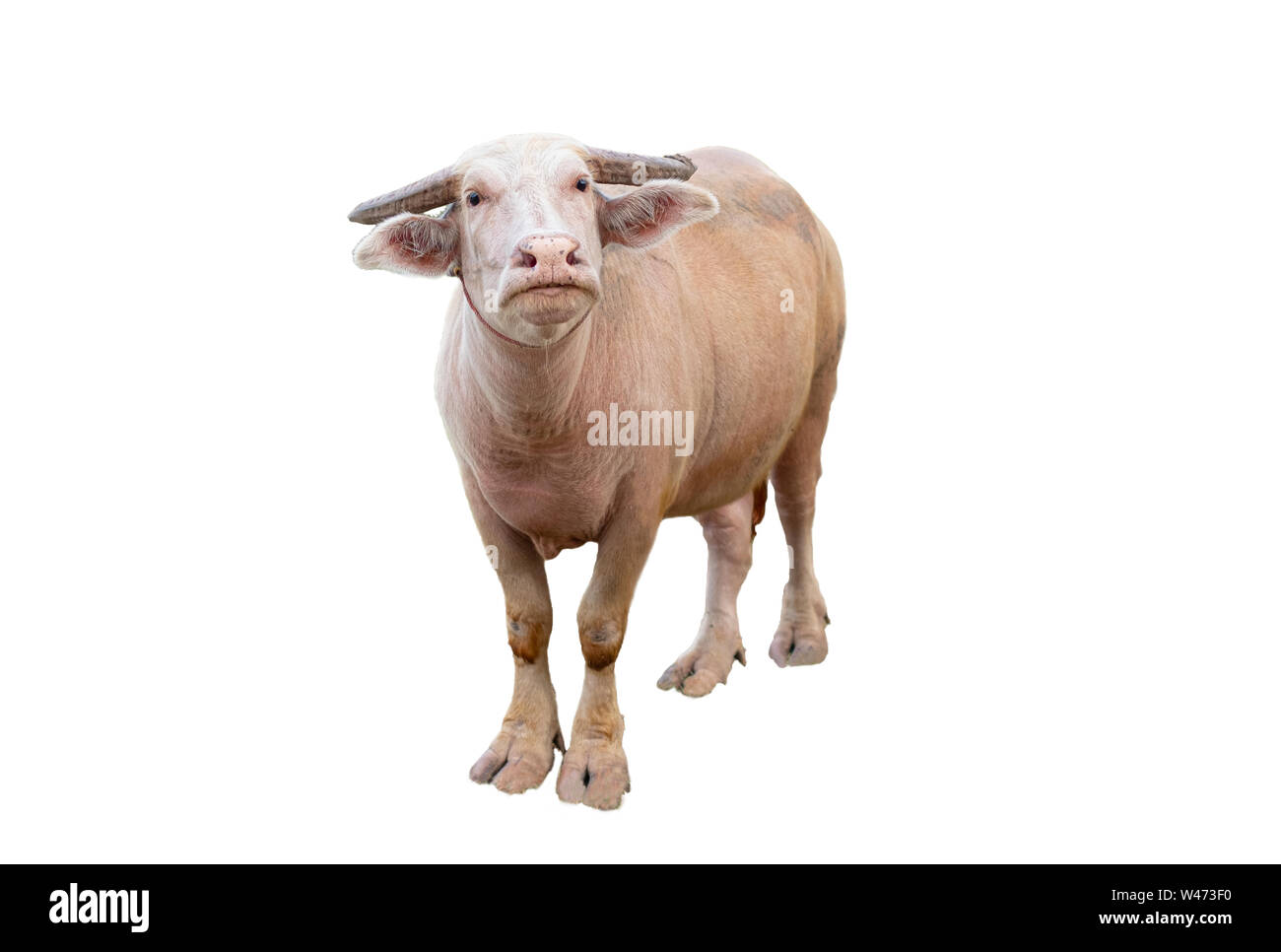 Albino buffalo in piedi su sfondo bianco Foto Stock