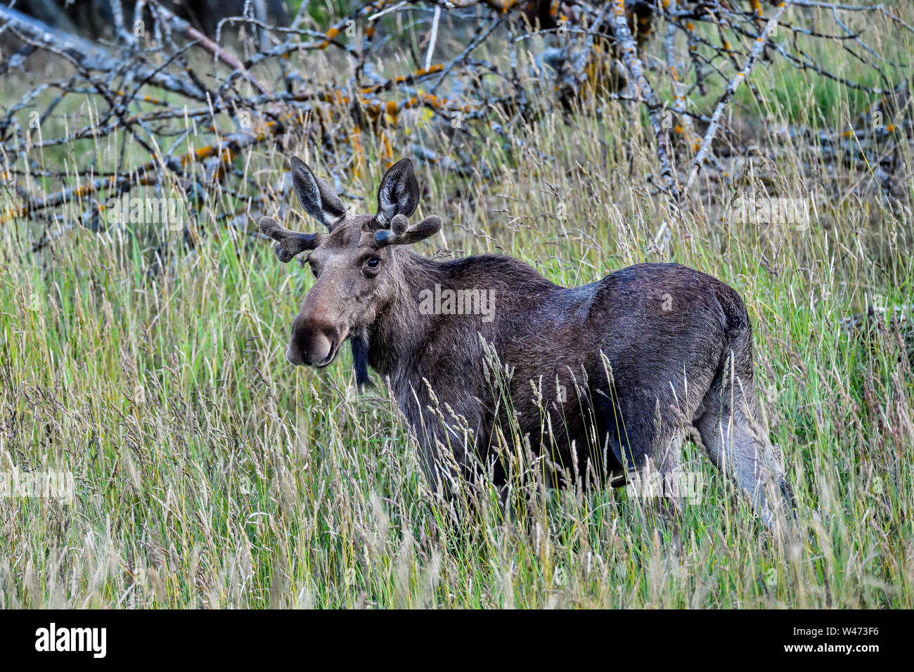 Giovani bull alci pascolare sull'hayfield Foto Stock