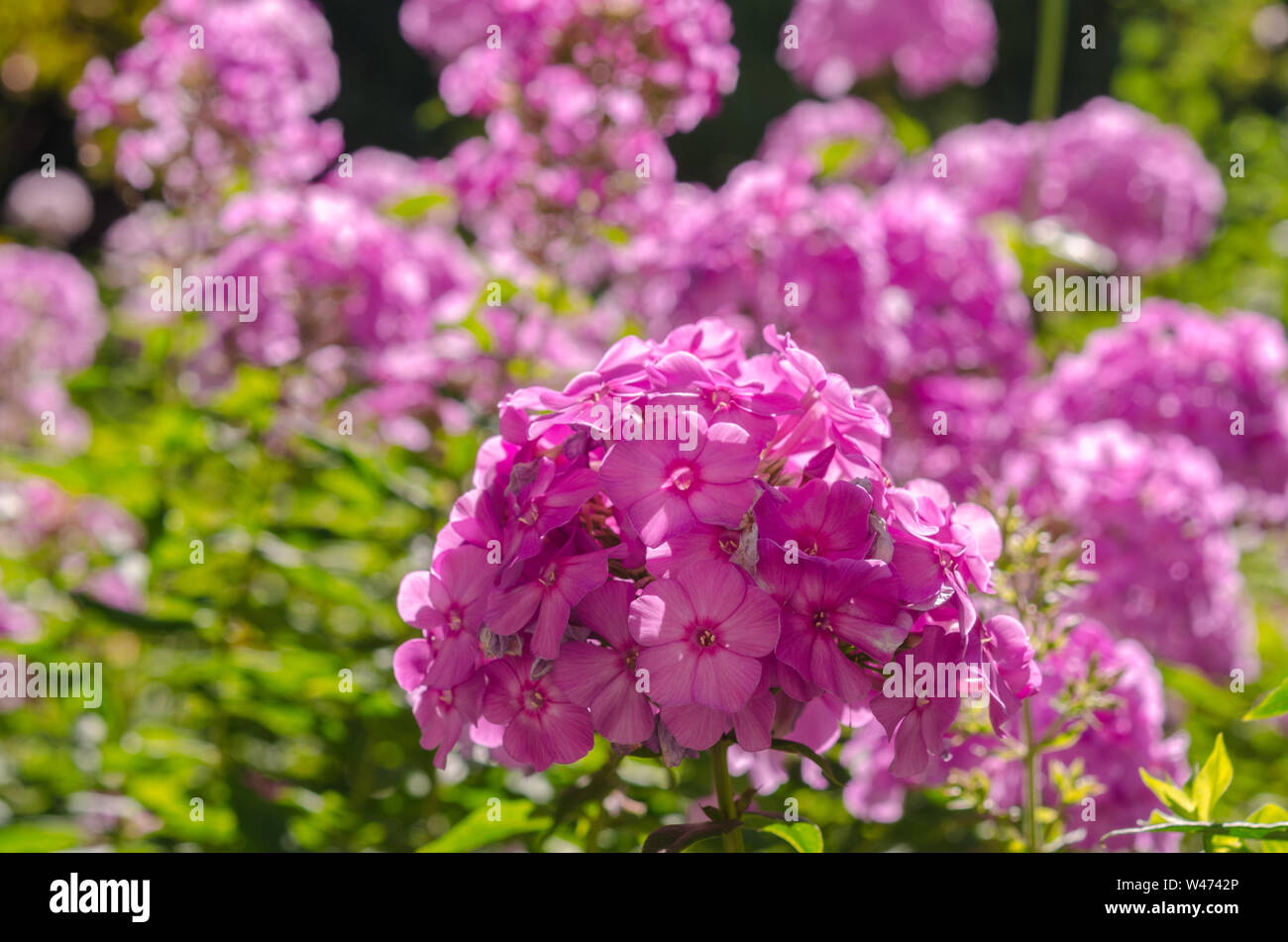 Rosa hortensia fiore. Fiore nel giardino soleggiato in primavera o estate giorno. Fiore per cartolina decorazione di bellezza e agricoltura concept design. Rosa hydr Foto Stock