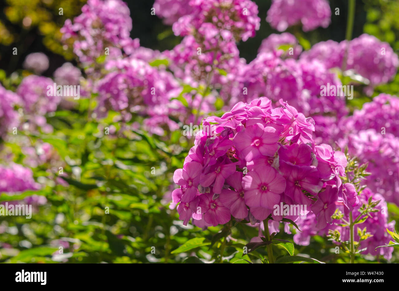 Rosa hortensia fiore. Fiore nel giardino soleggiato in primavera o estate giorno. Fiore per cartolina decorazione di bellezza e agricoltura concept design. Rosa hydr Foto Stock