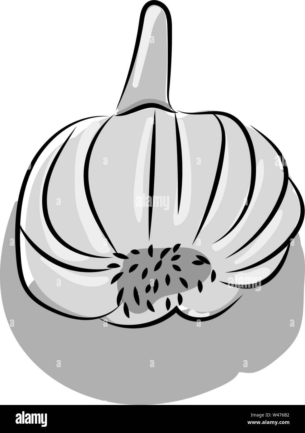 Disegno di aglio, illustrazione vettore su sfondo bianco. Illustrazione Vettoriale