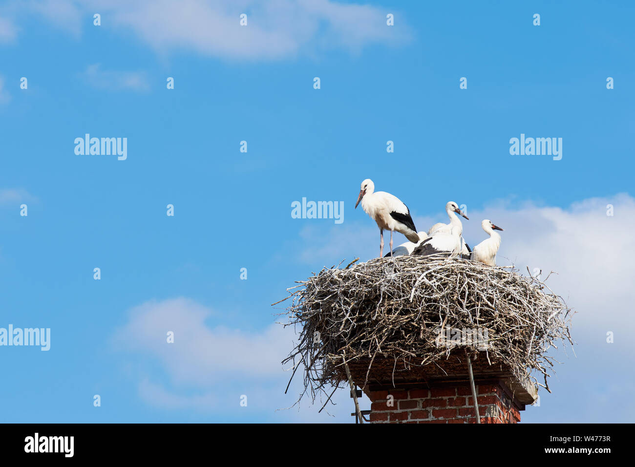 Stork's Nest dai rami di un camino con una famiglia di uccelli selvatici in. Foto Stock