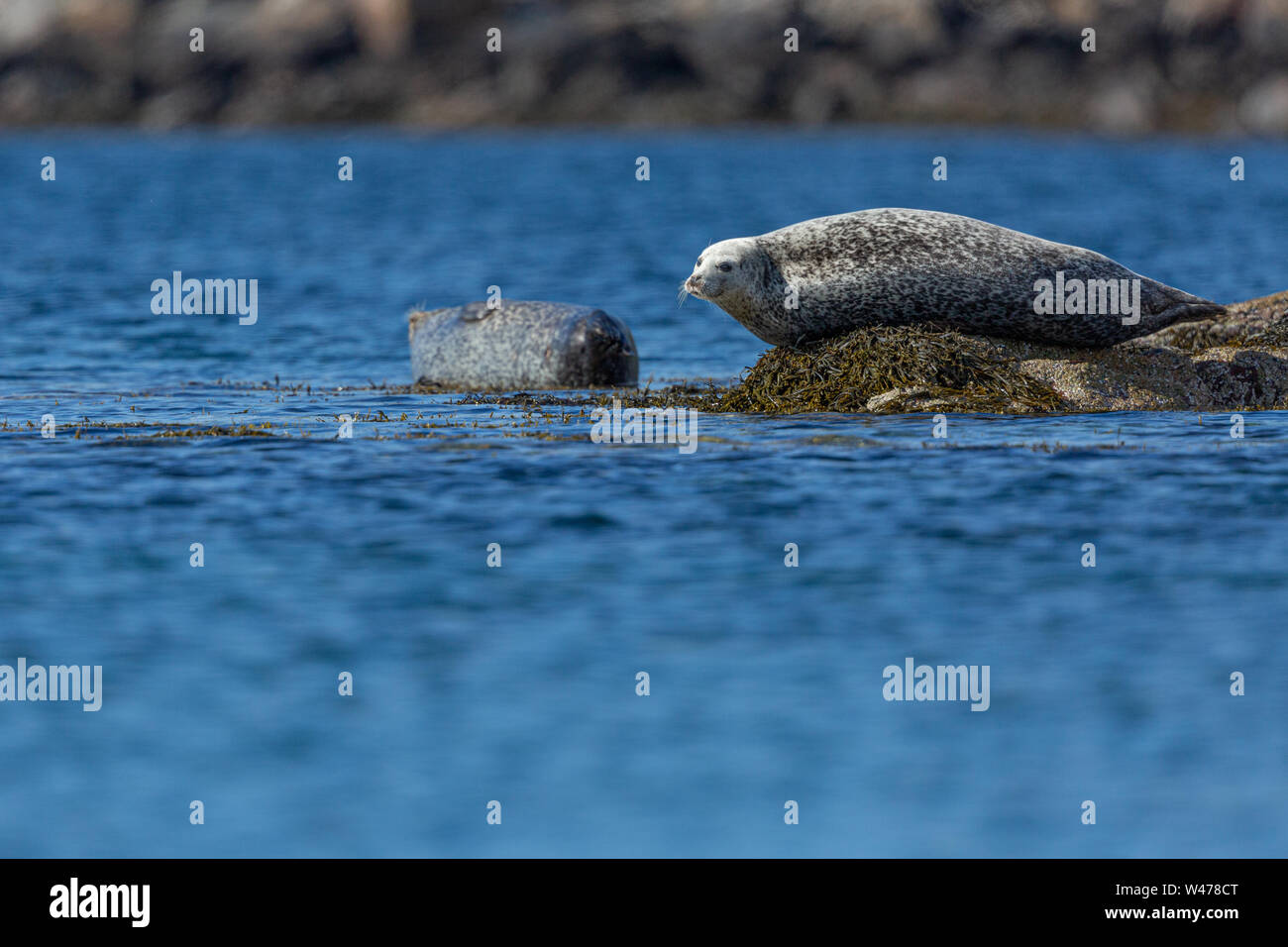 Guarnizione comune, nei pressi di Applecross, Scozia Foto Stock