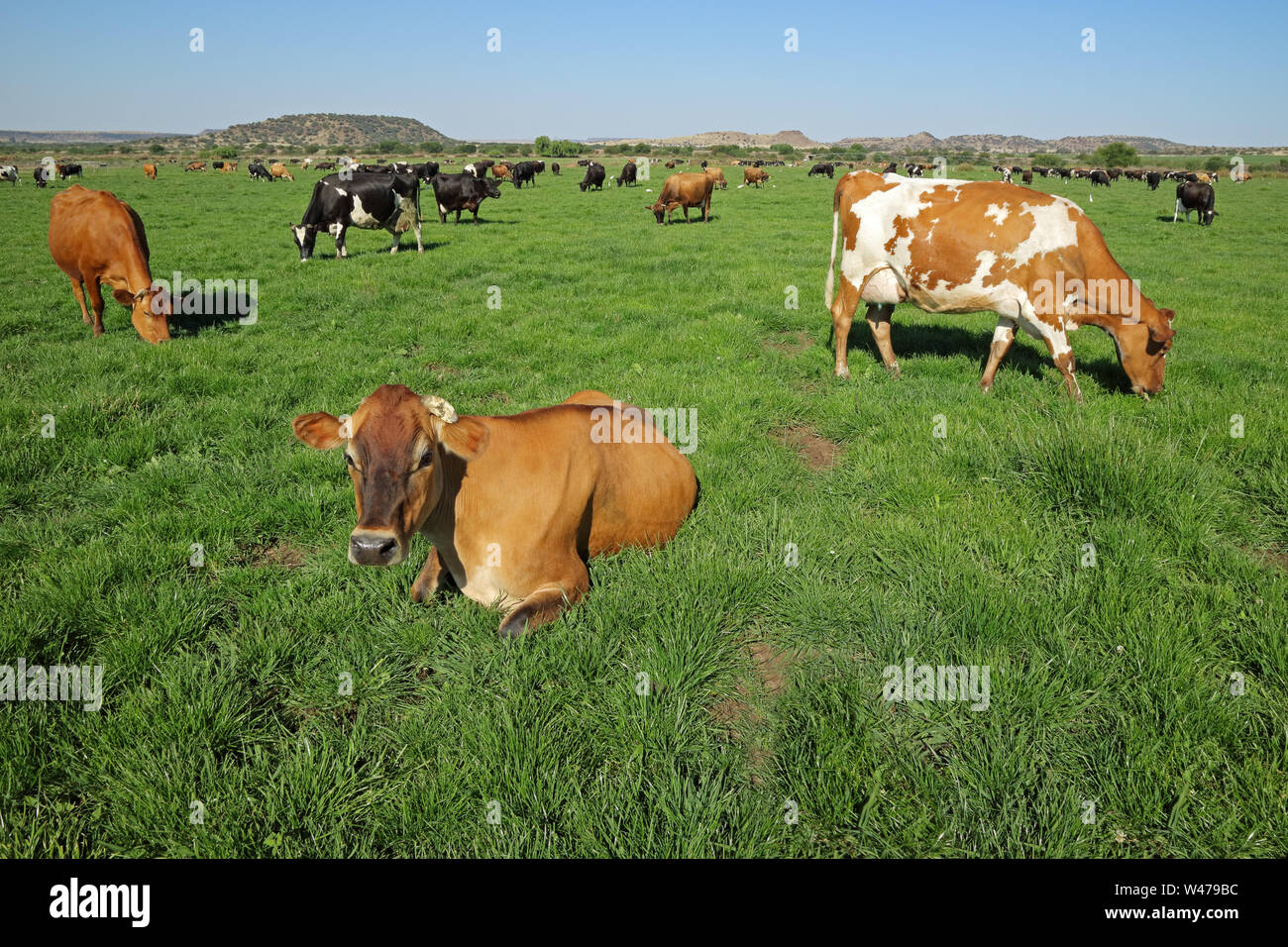 Vacche da latte di pascolo e poggiante su lussureggianti e verdi pascoli di una fattoria rurale Foto Stock
