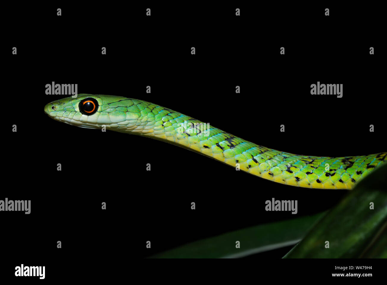 Ritratto di una bussola maculato snake (Philothamnus semivariegatus), Sud Africa Foto Stock