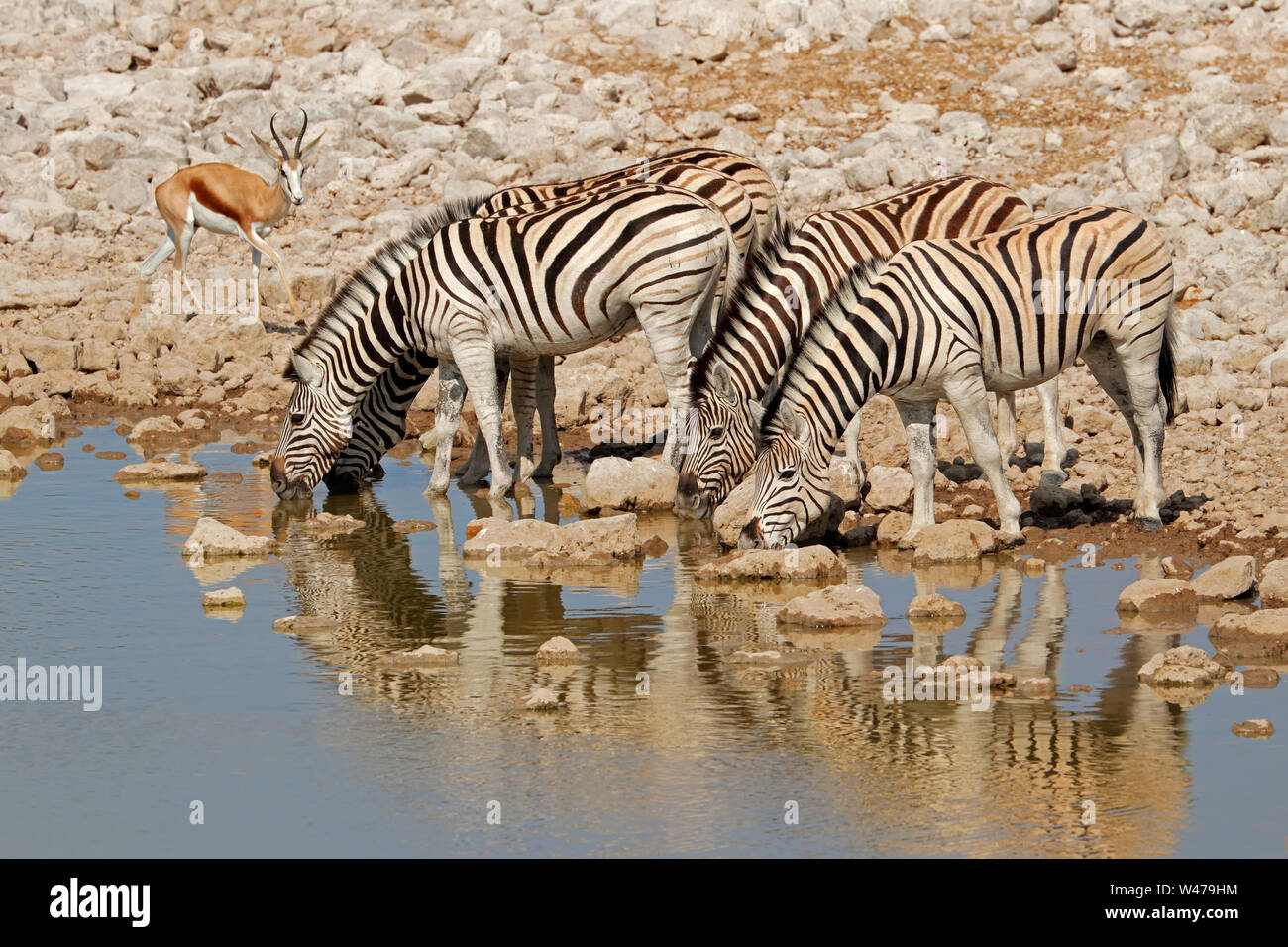 Le pianure zebre (Equus burchelli) acqua potabile, il Parco Nazionale di Etosha, Namibia Foto Stock