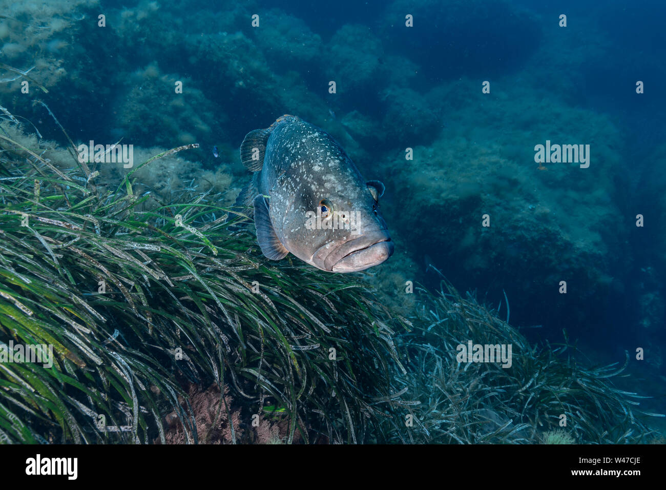 Dusky cernie-Mérou brun (Epinephelus marginatus) del mare Mediterraneo. Foto Stock