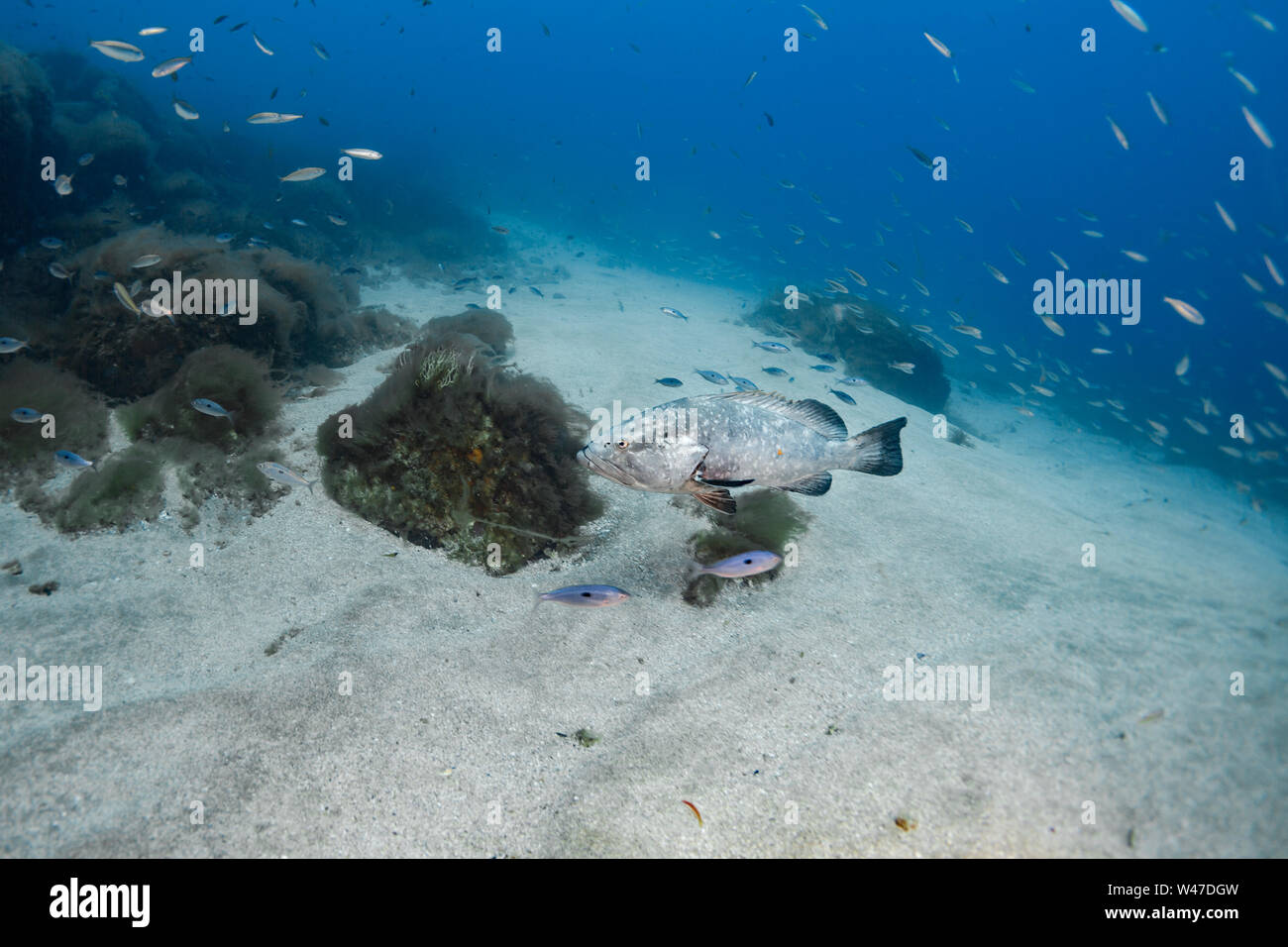 Dusky Grouper-Mérou brun (Epinephelus marginatus) del mare Mediterraneo. Foto Stock