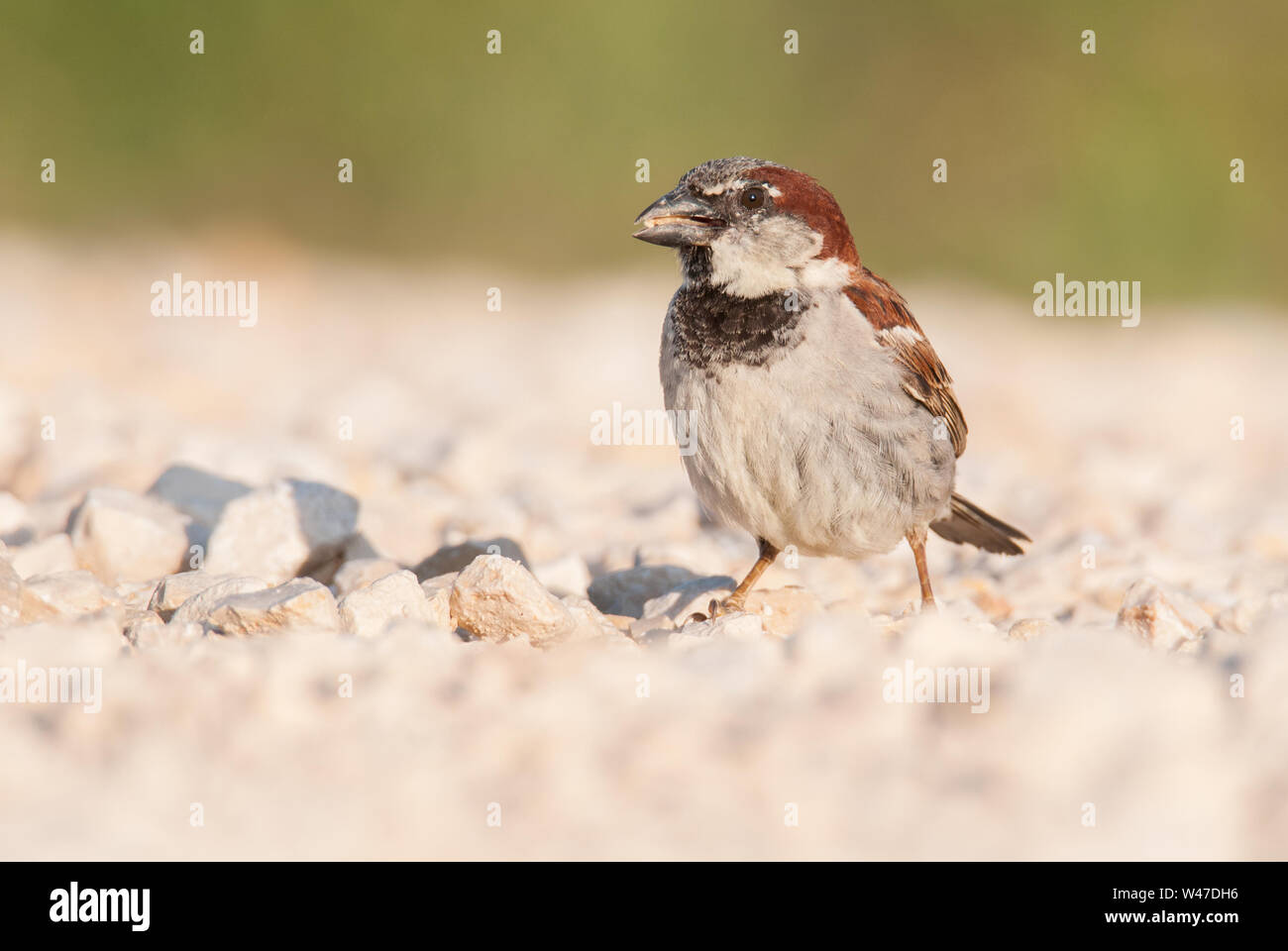 Casa passero (Passer domesticus) maschio, un bellissimo uccello seduto a terra al mattino, Istria, Croazia Foto Stock