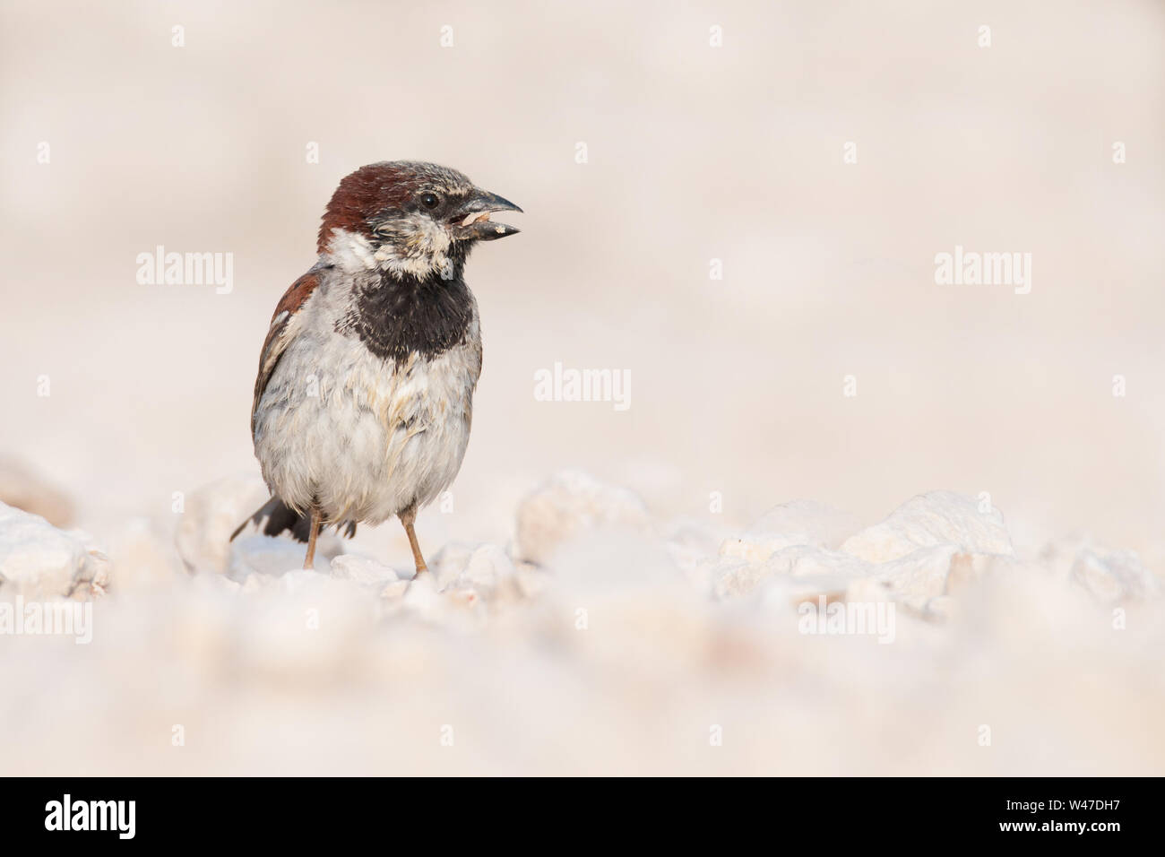 Casa passero (Passer domesticus) maschio, un bellissimo uccello seduto a terra al mattino, Istria, Croazia Foto Stock