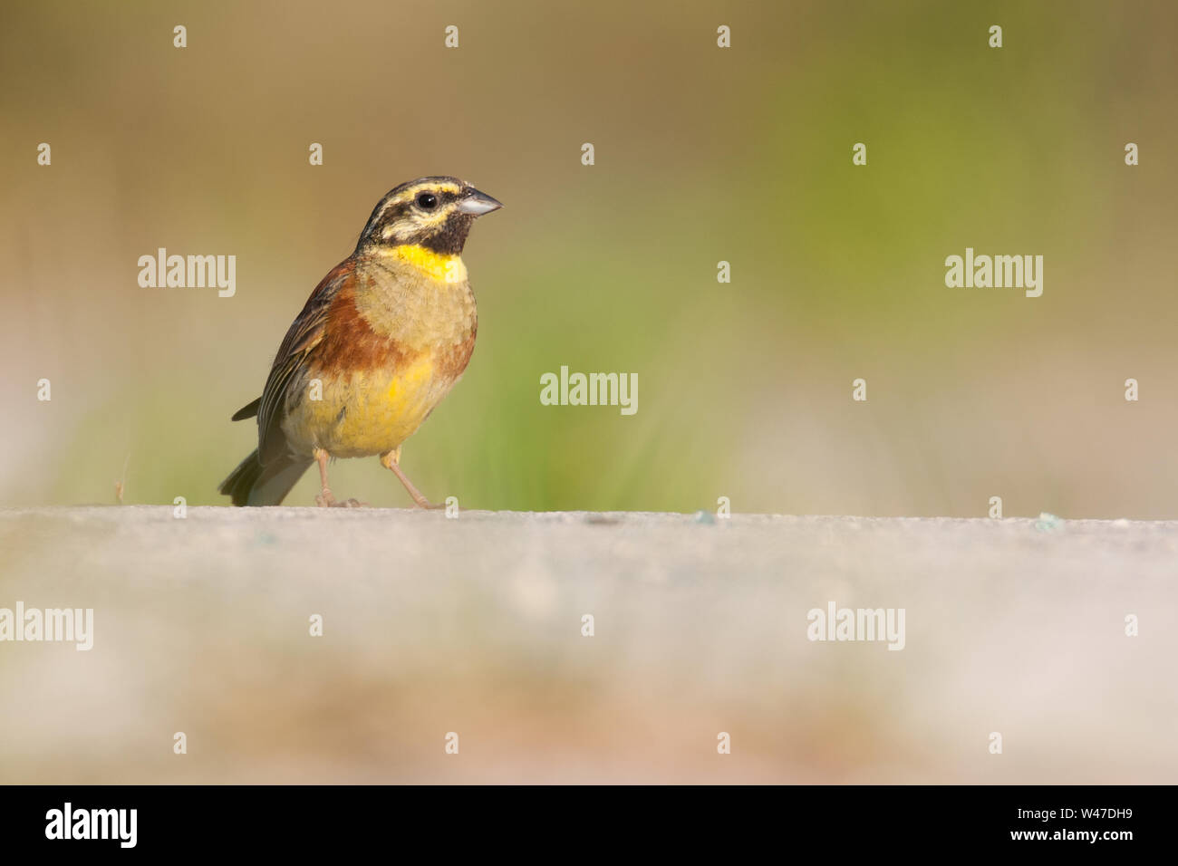 Cirl bunting (emberiza cirlus) maschio, una bella seduta di Songbird sul terreno al mattino, Istria, Croazia Foto Stock