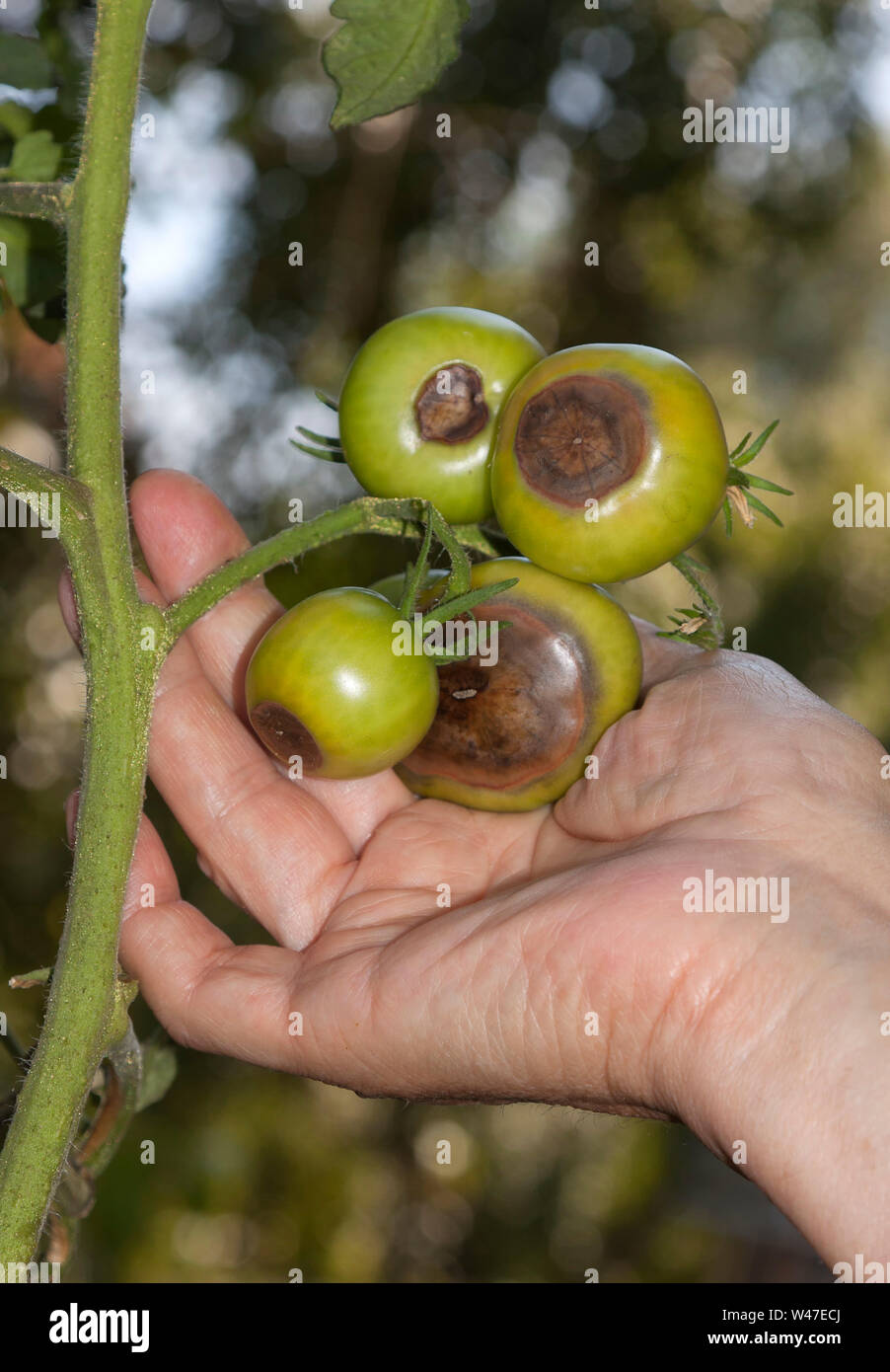 I pomodori in ritardo blight ,causato da Phytophthora infestans Foto Stock