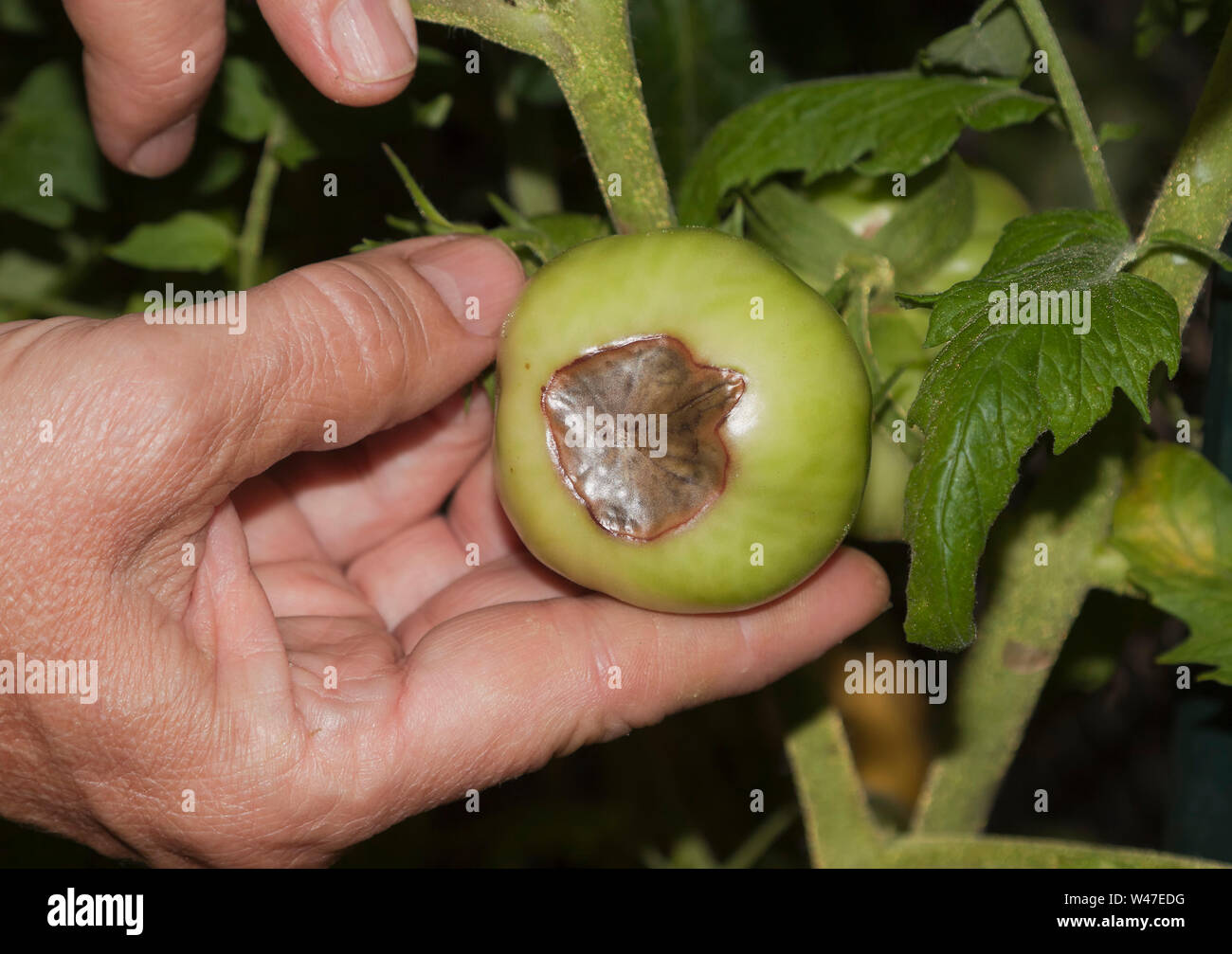 I pomodori in ritardo blight ,causato da Phytophthora infestans Foto Stock