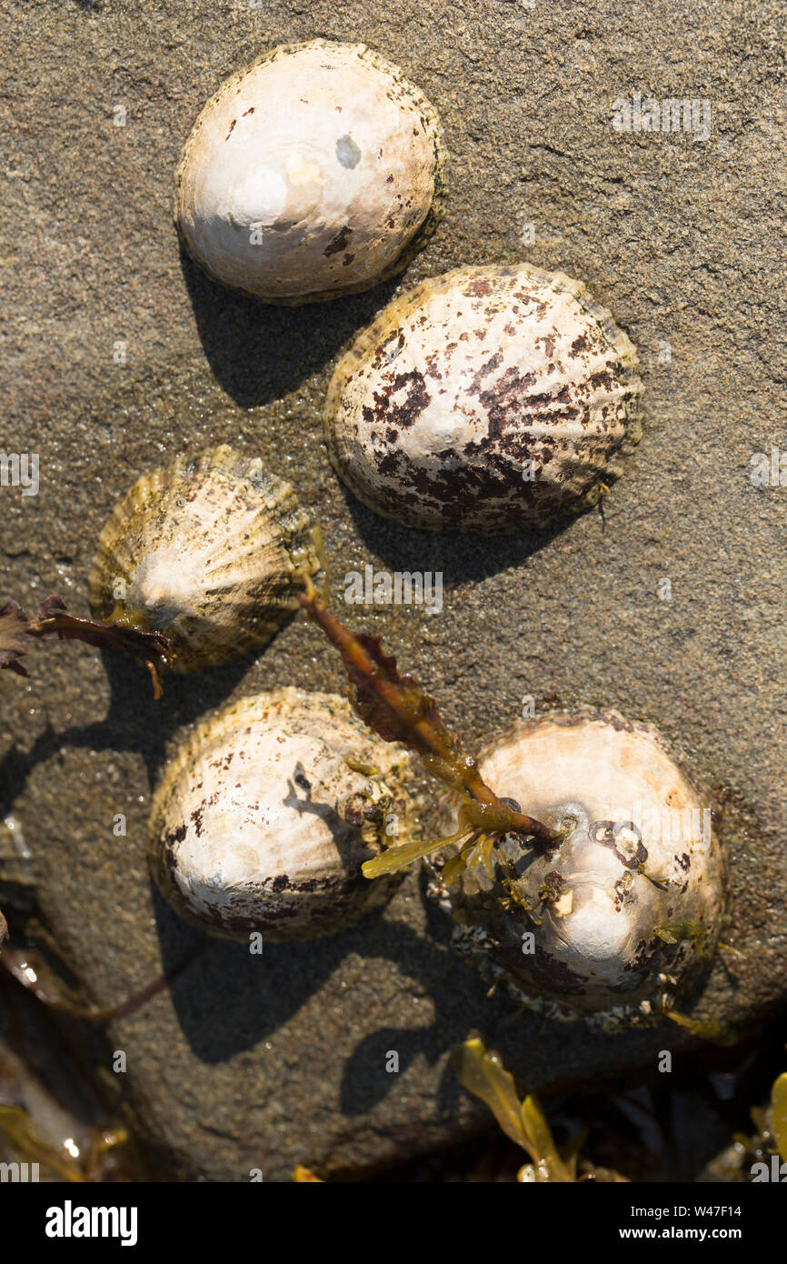 Comune di patelle, Patella vulgata, esposto ad acqua bassa sul litorale di Portland Harbour Dorset England Regno Unito GB. Foto Stock