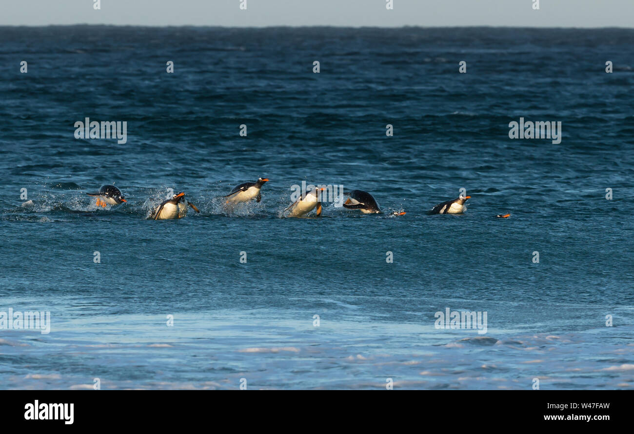 I pinguini di Gentoo (Pygoscelis papua) immersioni in acqua, Isole Falkland. Foto Stock