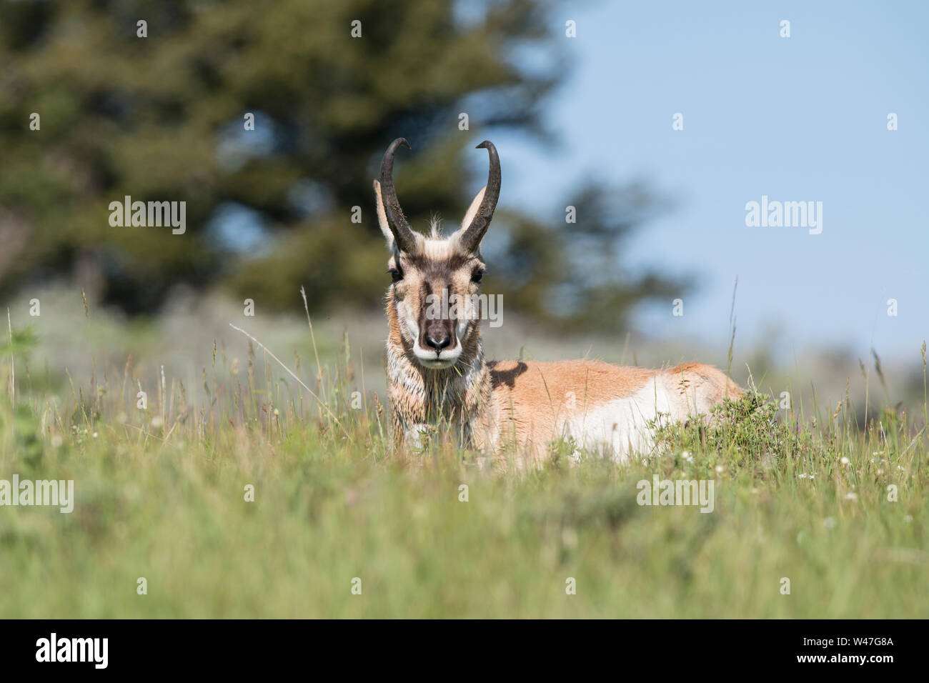 Buck Pronghorn a Yellowstone Foto Stock