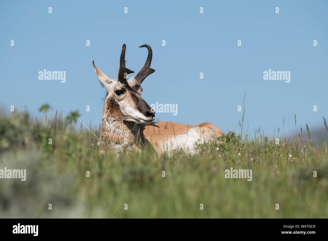 Buck Pronghorn a Yellowstone Foto Stock