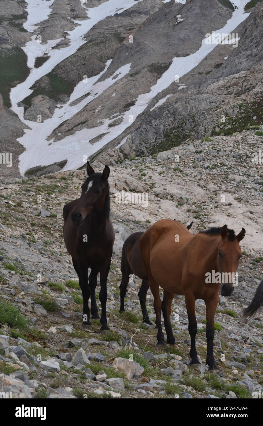 Wild Horses vicino maggiore Chingam picco, Ugam-Chatkal National Park, Uzbekistan Foto Stock