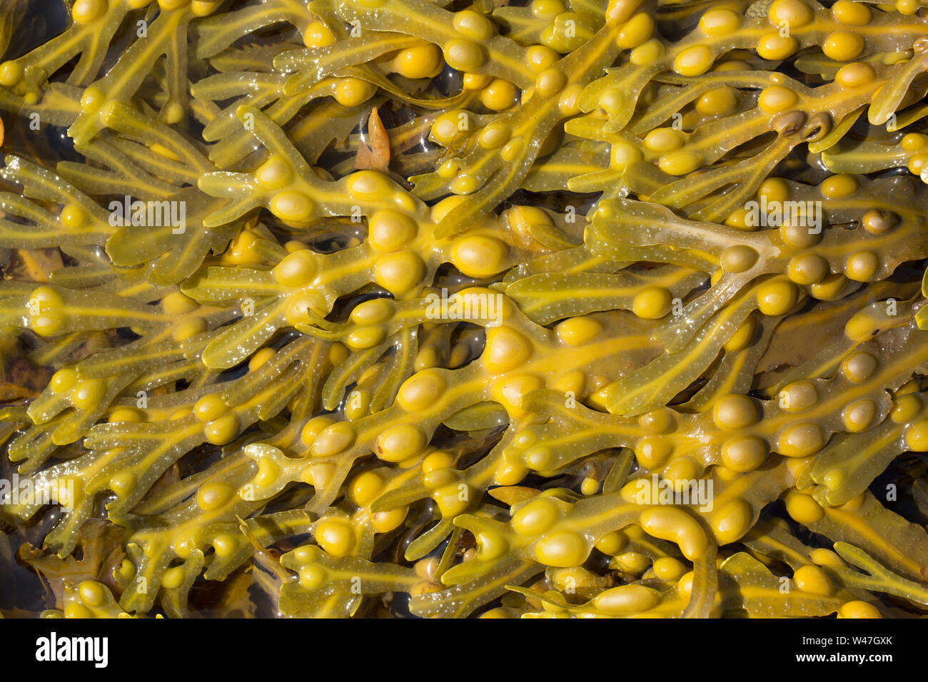 La vescica Wrack alghe, Fucus vesiculosus, crescendo nel porto di Portland nel Dorset vicino al litorale. Fotografato in acque basse. Il Dorset England Regno Unito G Foto Stock