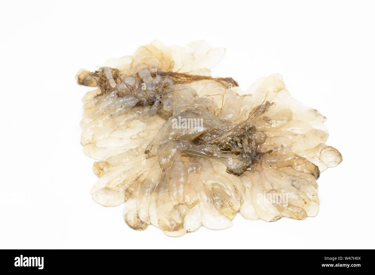 Un intrico di calamari uova, o spawn, trovata nel Canale della Manica e fotografati su sfondo bianco in un studio. Il Dorset England Regno Unito GB Foto Stock
