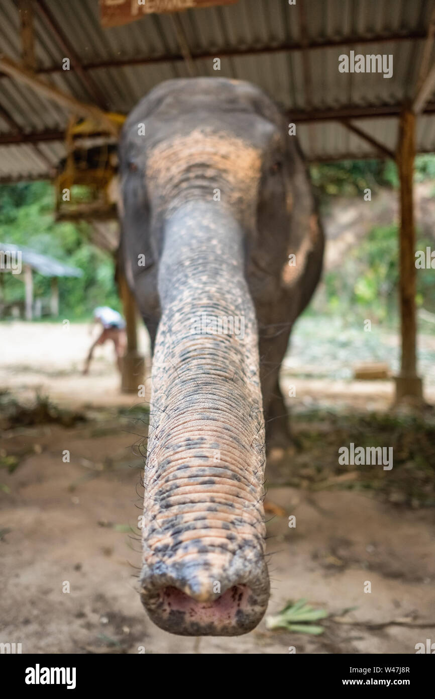 Elefante asiatico nel campo degli elefanti in Thailandia. Elephant Trunk close-up Foto Stock