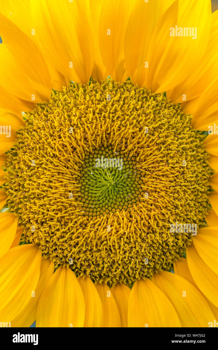 Close-up di girasole blooming sfondo naturale. Foto Stock