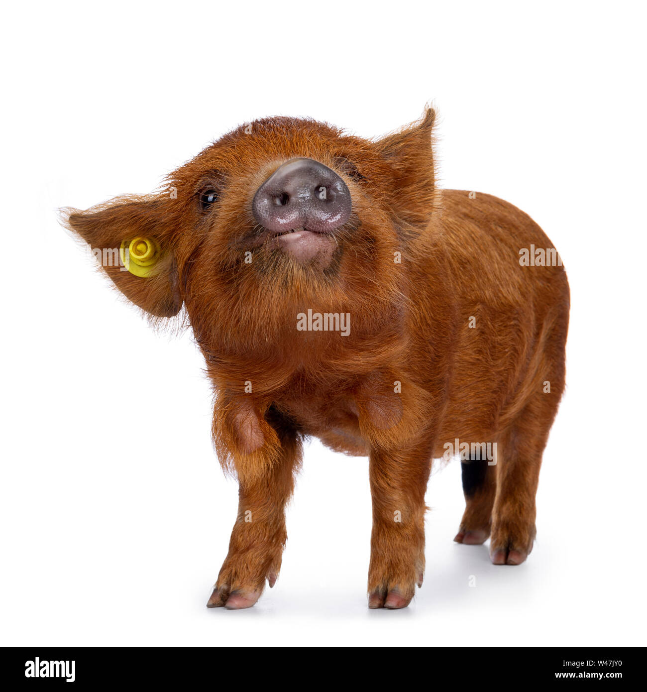Lo zenzero adorabili Kunekune maialino, lato permanente di modi. Guardando curioso verso la telecamera. Isolato su sfondo bianco. Testa in alto. Foto Stock