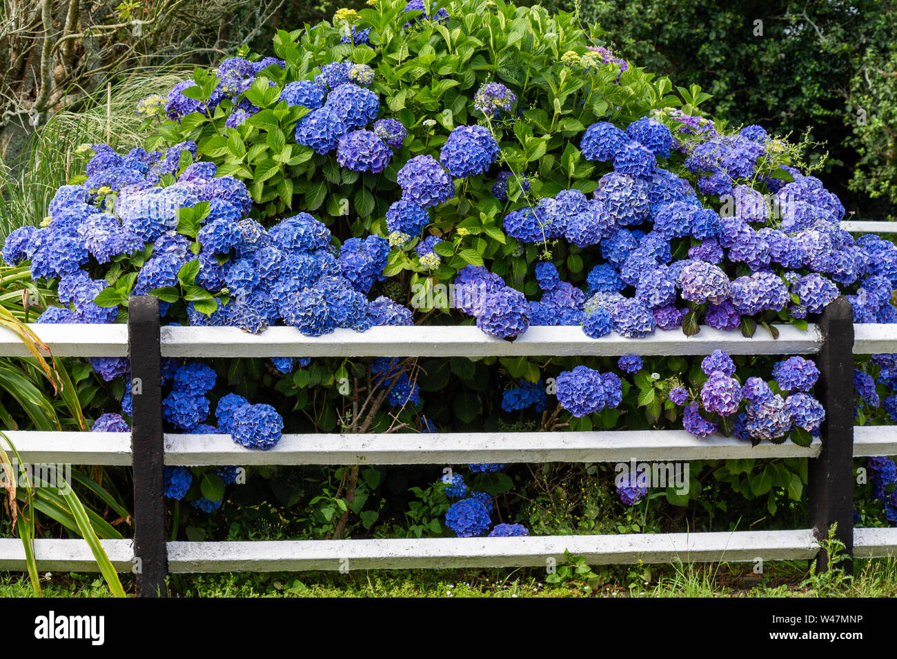 Ortensie blu in piena fioritura. Foto Stock