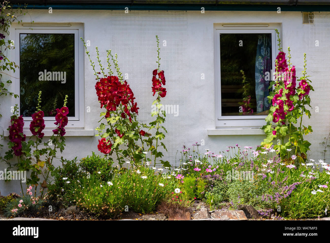 Hollyhocks crescente contro un muro di casa. Foto Stock