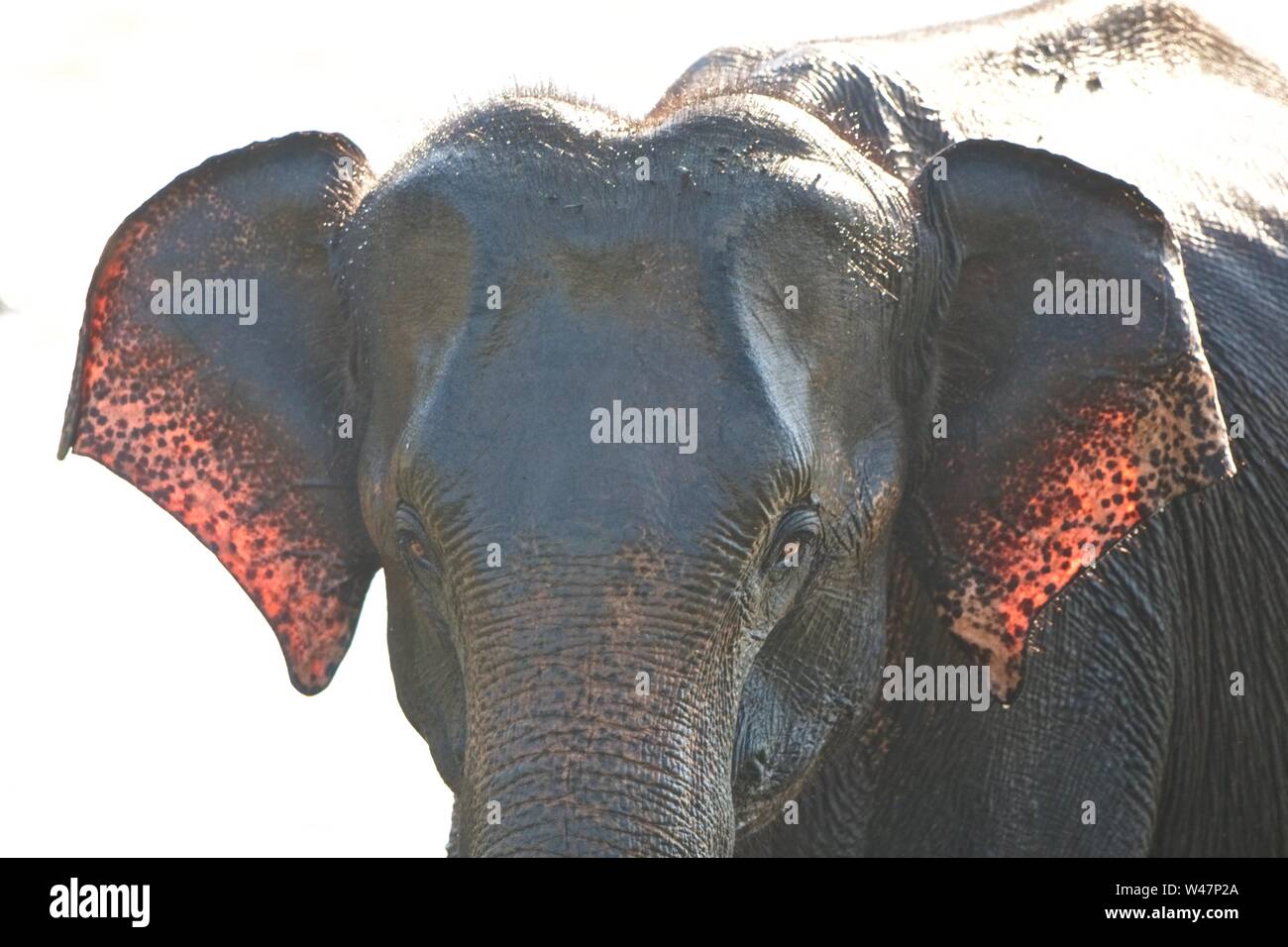 Elefante asiatico closeup con orecchie rosa, Mineriya Parco Nazionale Foto Stock