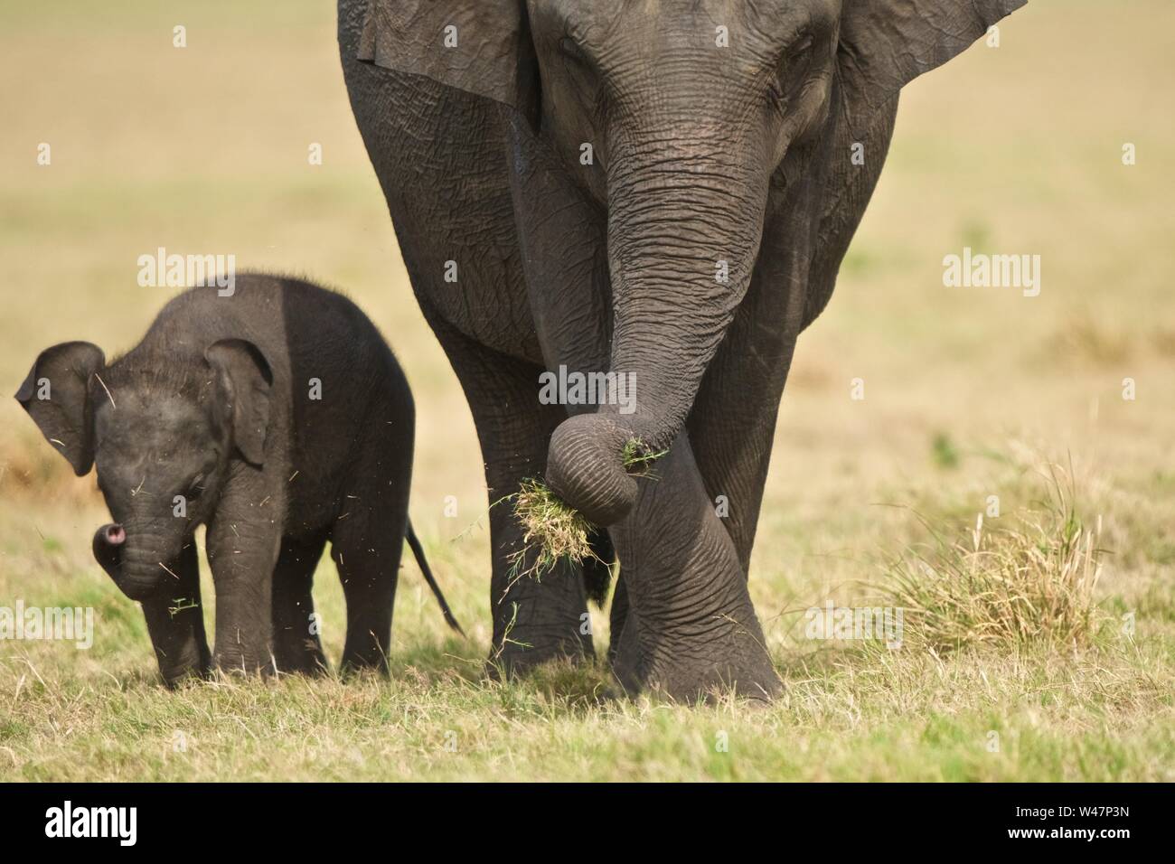 Elefante asiatico madre e di vitello, Minneriya National Park, Sri Lanka Foto Stock
