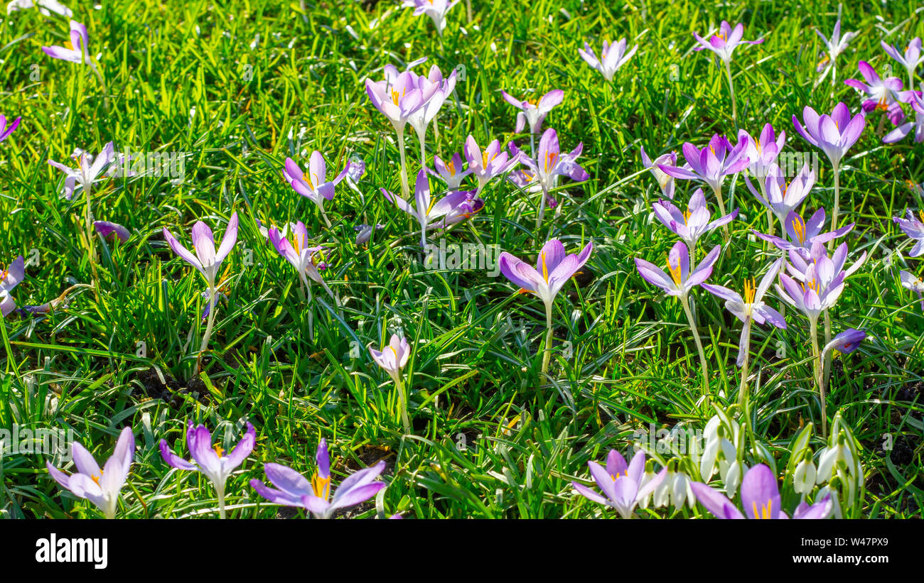 Prato di erba crocus viola Foto Stock