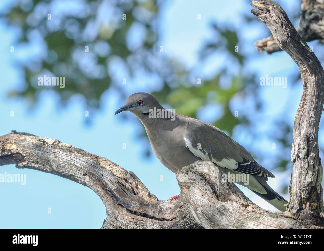Un bianco-winged colomba appollaiato su un albero morto succursale in un cortile. Bianco-winged colombe Zenaida asiatica sono un abbondante cacciagione di uccelli nel sud-ovest americano. Foto Stock