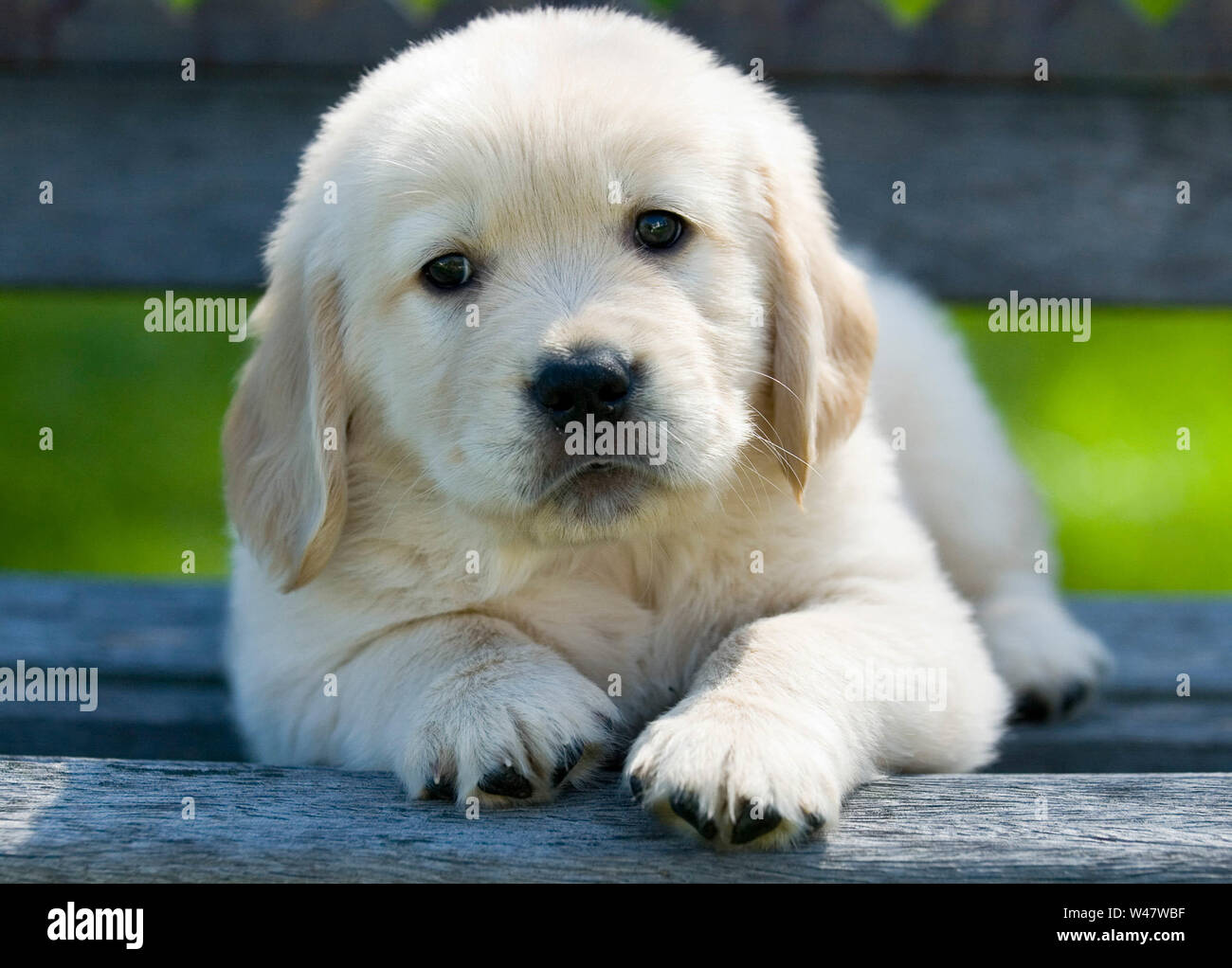 Golden Retriever cucciolo seduta su una panchina Foto Stock