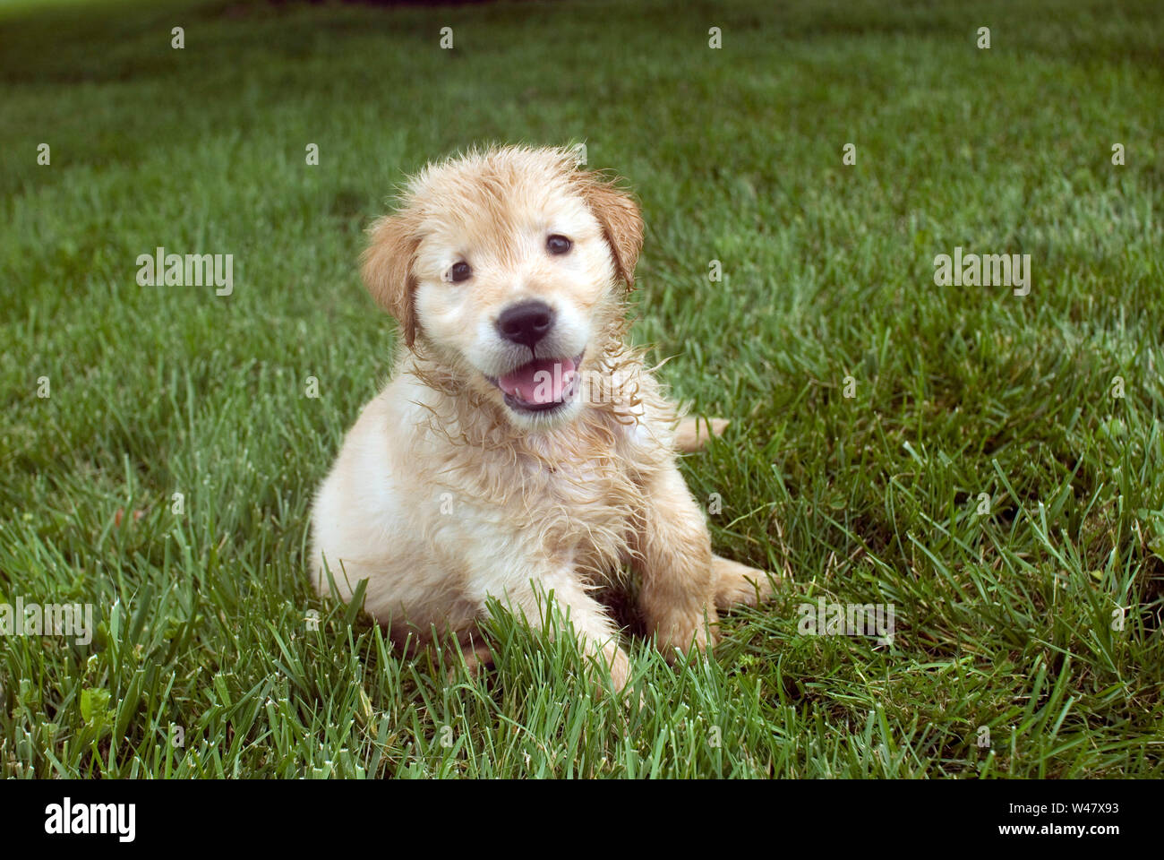 Golden Retriever cucciolo umido caldo seduto sull'erba Foto Stock