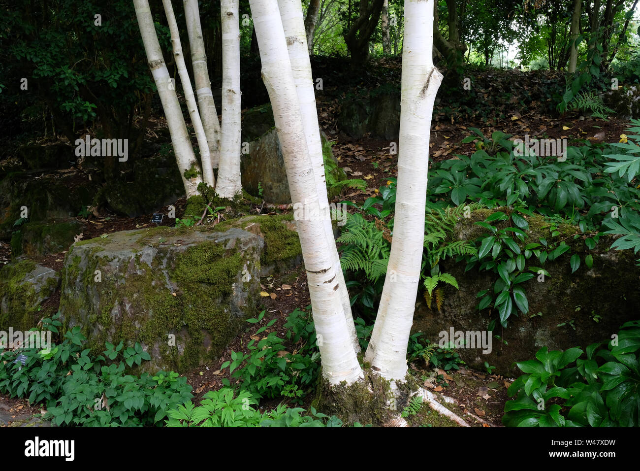 Betula utilis, un bianco abbaiato betulla, Rosemoor, Devon, Regno Unito - Giovanni Gollop Foto Stock