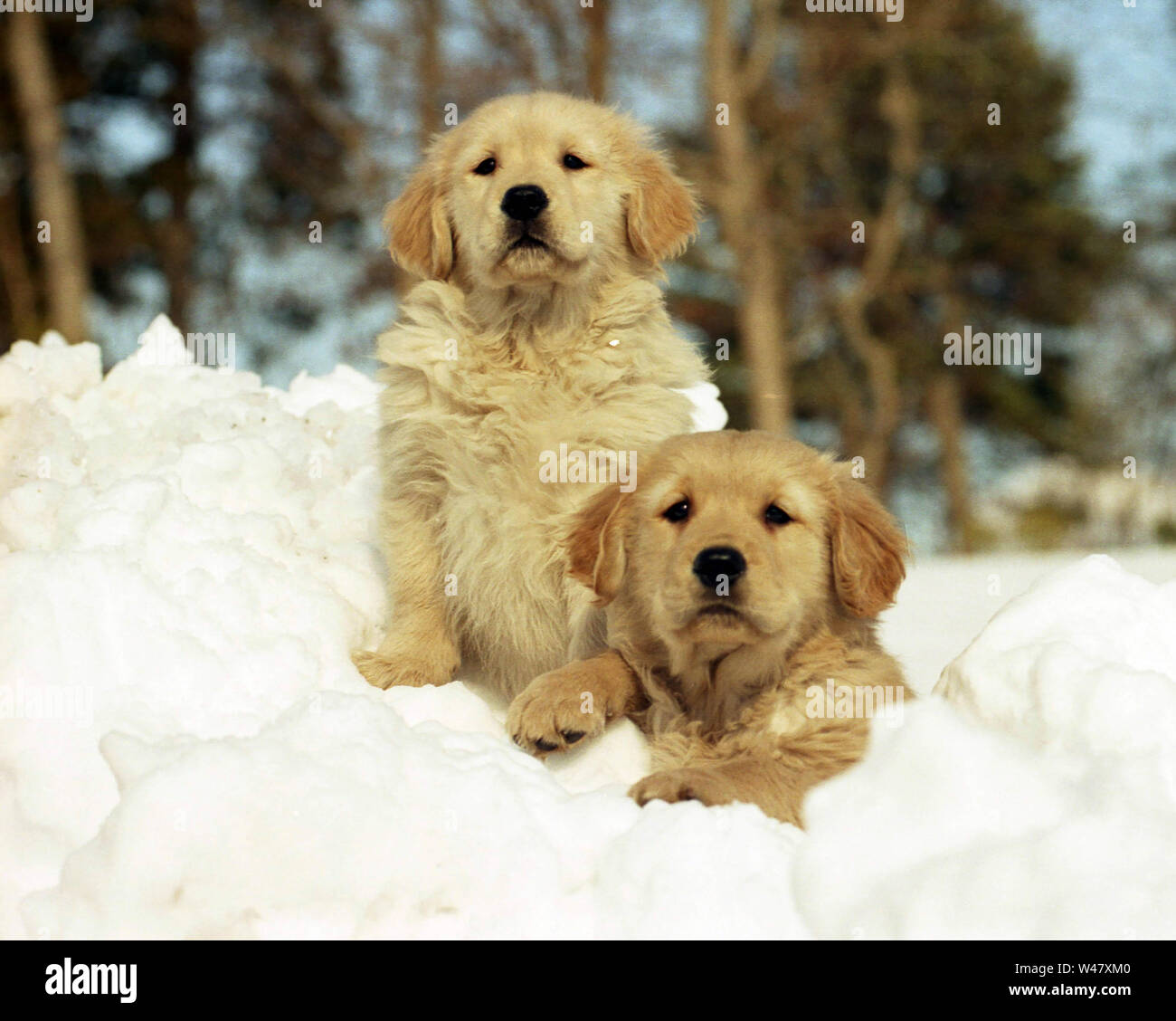 Due golden retriever cuccioli seduta nella neve Foto Stock