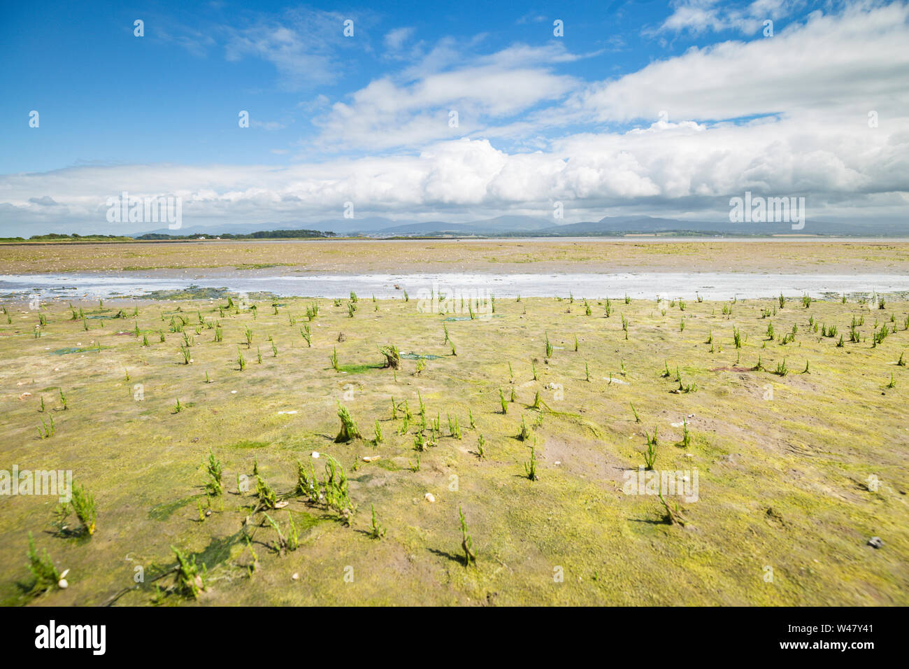 Wild samphire a riva sabbiosa. Isola di Anglesey nel Galles del Nord, Regno Unito Foto Stock