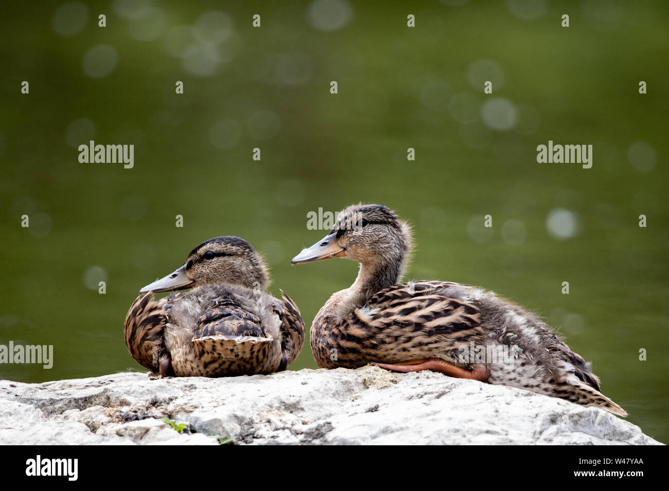 Fauna uccelli migratori Mallard Duck coppia in appoggio concreto sfondo di stagno Foto Stock