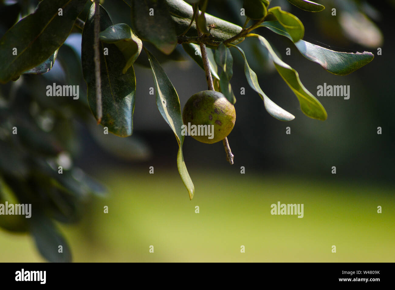 Freschi organici noce macadamia su albero e pianta in una fattoria in Graskop Mpumalanga in Sudafrica Foto Stock