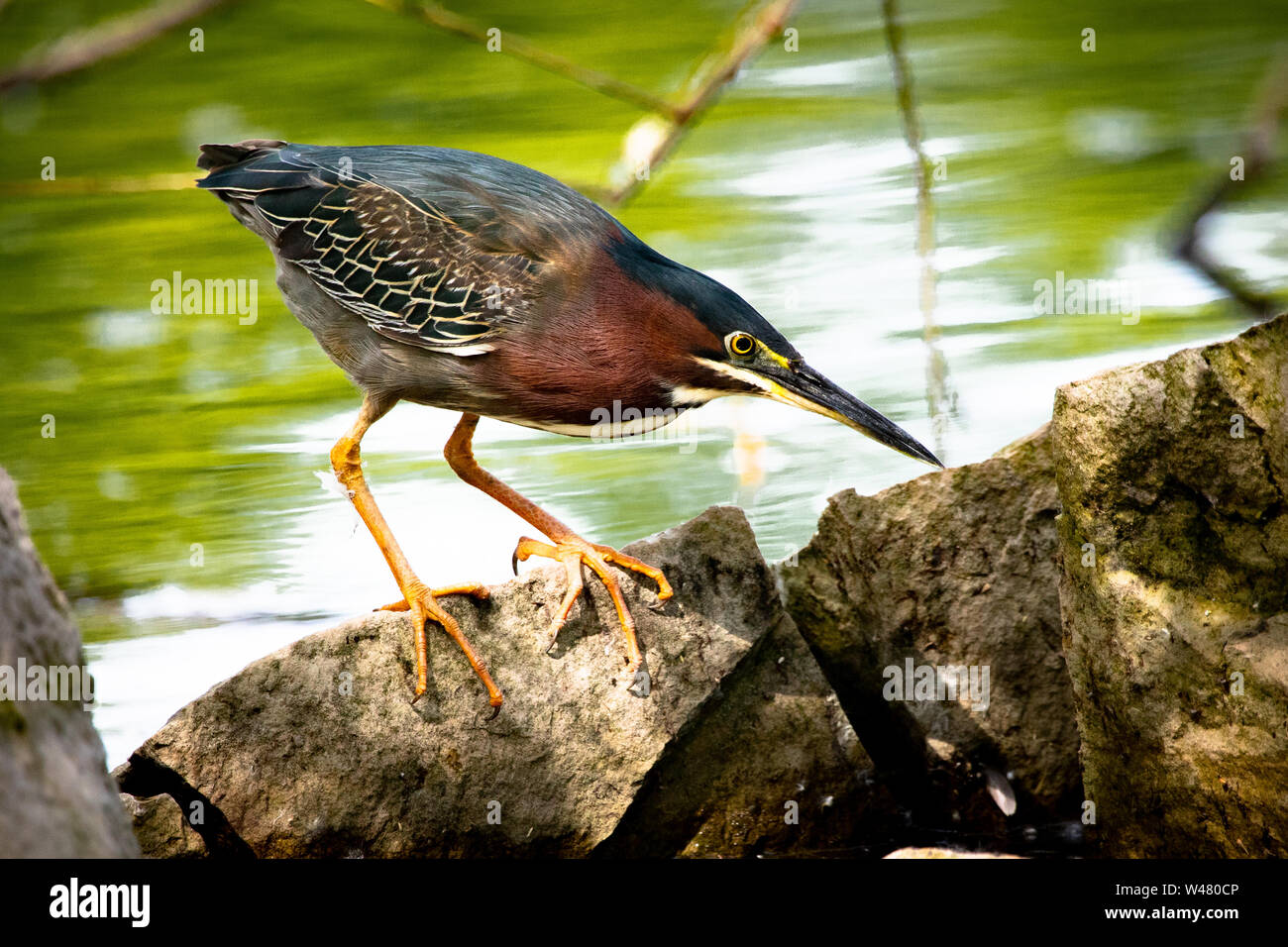 Green Heron appollaiato sulle rocce in Malden Park a Windsor, Ontario Canada Foto Stock