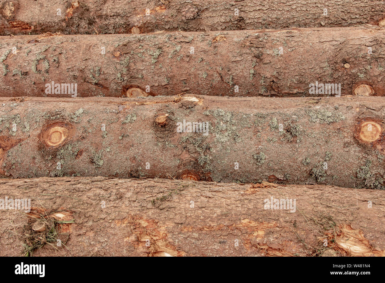 Abbattuti gli alberi di pino nella foresta. La deforestazione danni ambientali. Distruzione della natura. Foto Stock