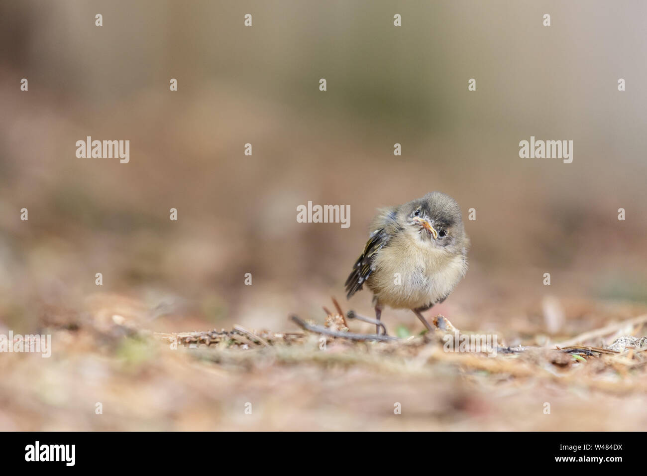 Coppia giovane, un baby Goldcrest bird, da soli sul terreno in un giardino con spazio di copia. La Goldcrest, Regulus regulus è Britains uccello più piccolo. Foto Stock