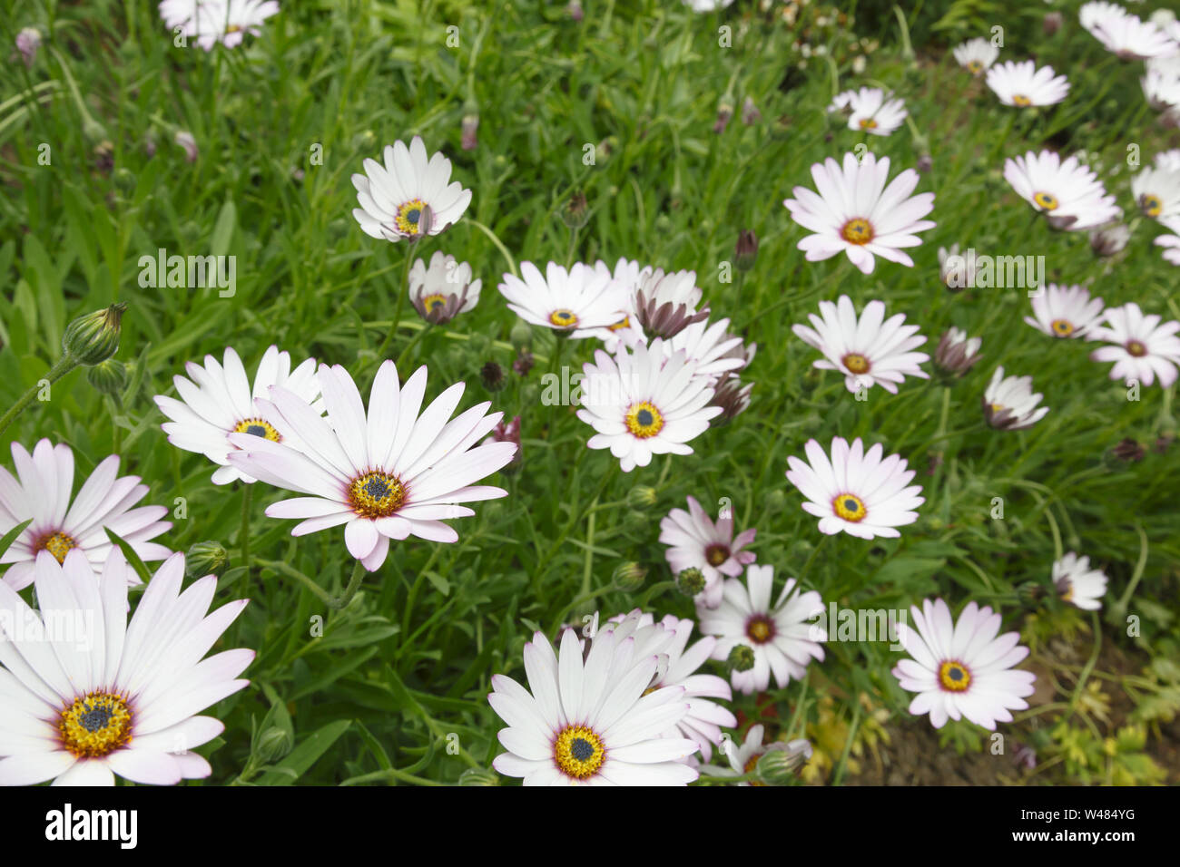 Cape margherite o africano daisy (Osteorspermum) closeup di una margherita bush in un giardino letto floreale Foto Stock