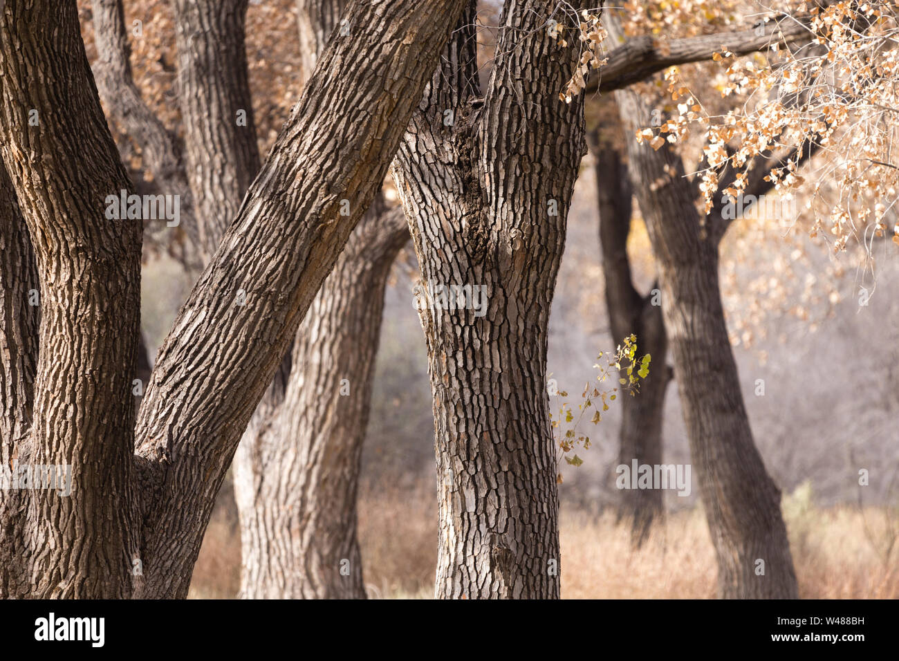 Un boschetto di pioppi neri americani con alberi retrocedendo in background. Foto Stock