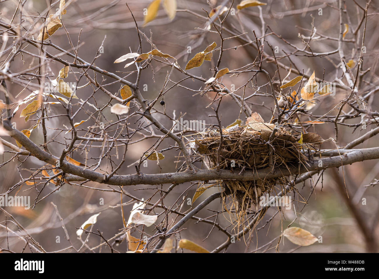 Un nido vuoto cullato nell'arto di un albero hackberry. Foto Stock