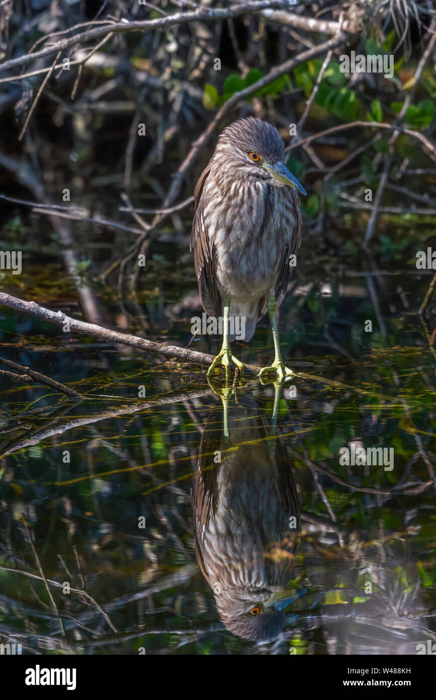 I capretti nitticora (Nycticorax nycticorax) guardando la sua riflessione. Big Cypress National Preserve. Florida. Stati Uniti d'America Foto Stock