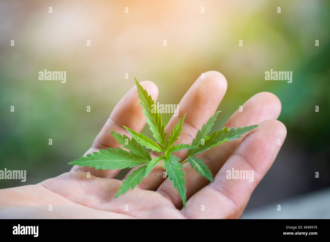 Mano che tiene la marijuana leaf ( Cannabis sativa indica ) Foto Stock